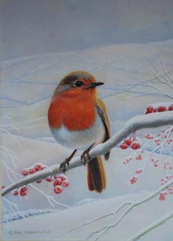 Winter Robin